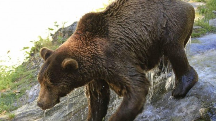 Това е първият случай на нападение от мечка за тази година. Снимка: Булфото