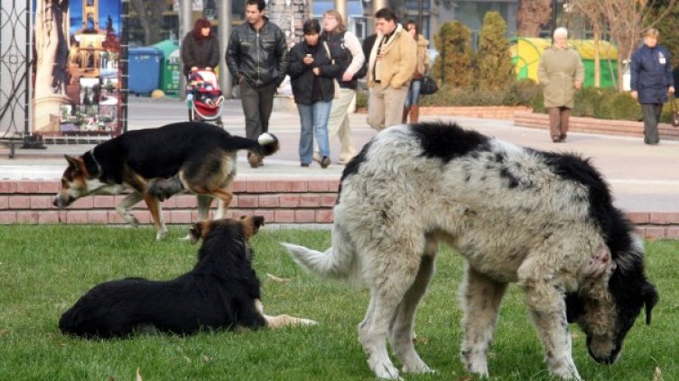 Проблемът с бездомните кучета ще бъде решен хуманно. Снимка: Impact press group
