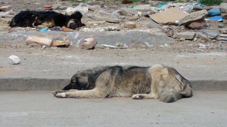 Около 9 хиляди са бездомните кучета. Снимка: архив, Булфото