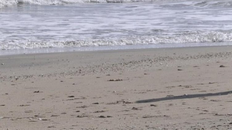 Снимка: Архив Булфото