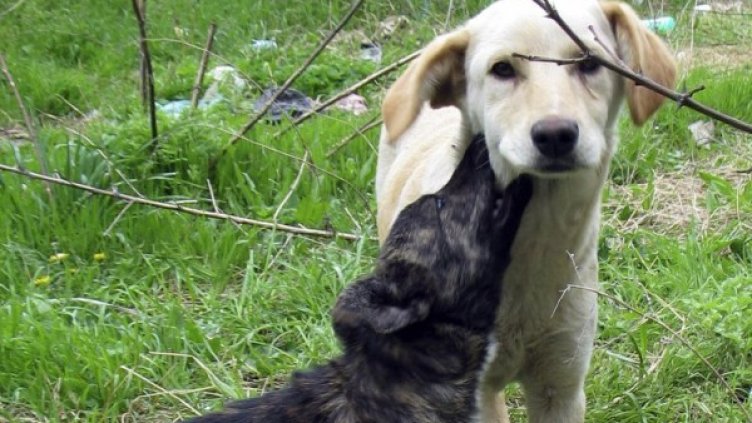 Снимка: архив, Булфото