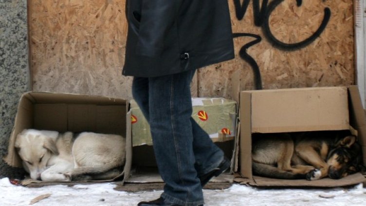 Общината в Пловдив предложи оферта за столичните кучета. Снимка: Impact Press Group