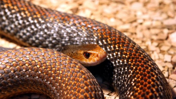 18 змии, 10 гущера и 9 костенурки заловиха сръбските митничари в автобус Берлин - Пловдив. Снимка: архив, Булфото