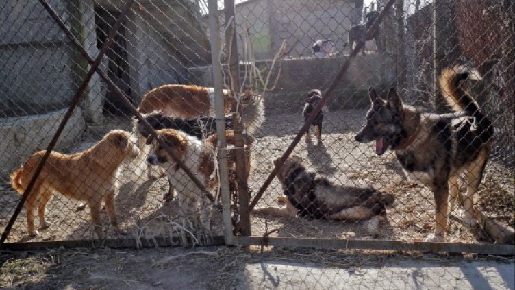 Снимка: Булфото