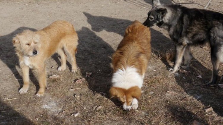 Снимка: архив Булфото