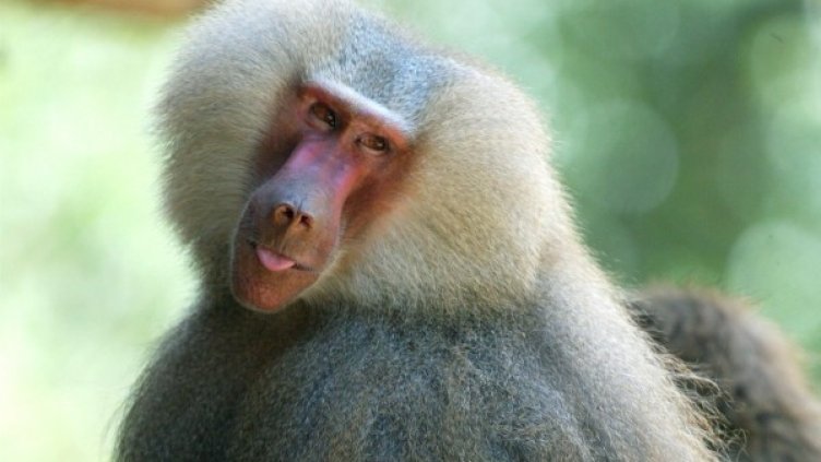 Научиха маймуни да разпознават написани думи