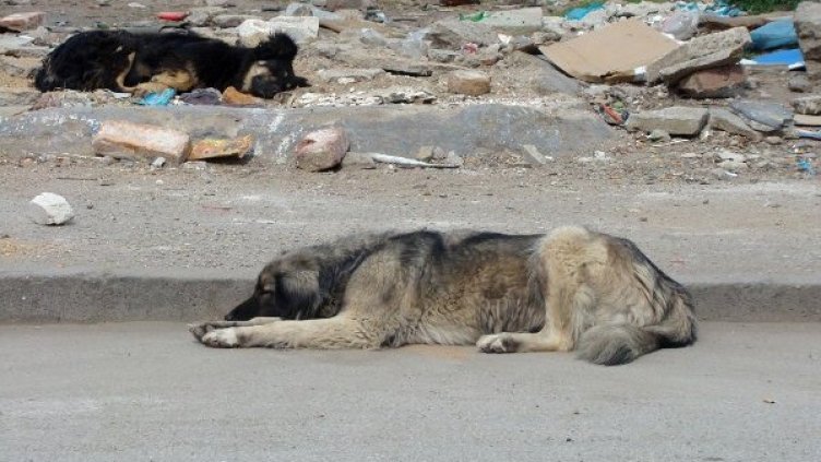 Софиянци одобряват мерките на Фандъкова. Снимка: архив, Булфото