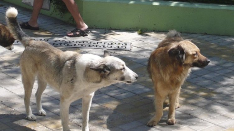 Снимка: архив, Булфото