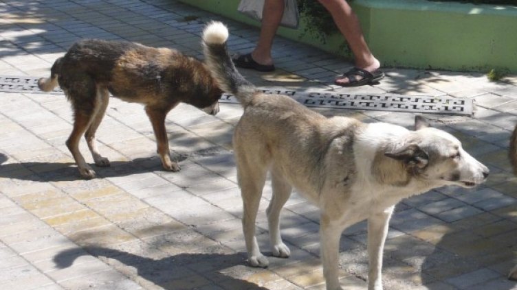 Снимка: архив, Булфото