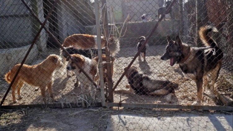 Вече 10 екипи ще ловят кучетата. Снимка: архив Булфото