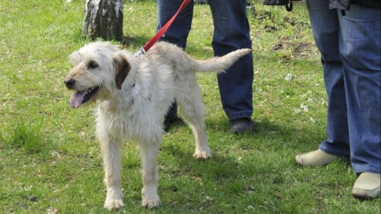 Всяко десето домашно куче в столицата все още не е регистрирано. Снимка: Булфото