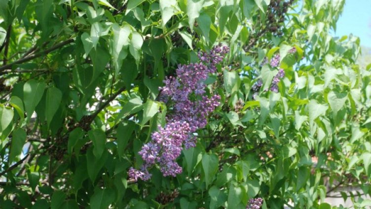 Снимка: Булфото