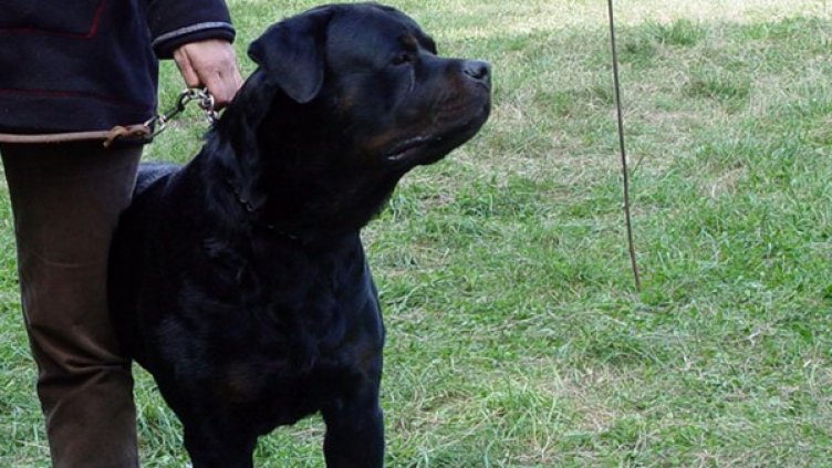 Жената изтървала повода, а ротвайлерът захапал детето за дясната ръка. Снимка: архив Булфото