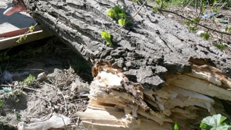 По време на инцидента до дървото е имало деца, които са се отървали невредими. Снимка: архив Булфото