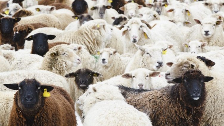 Все повече млади безработни италианци се захващат с овчарство. Снимка: архив, Reuters