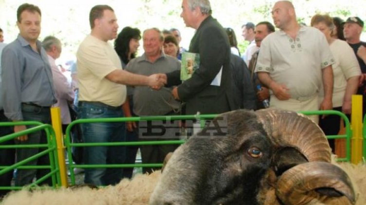 Днес се провежда първия Национален събор на овцевъдите. Снимка: БТА