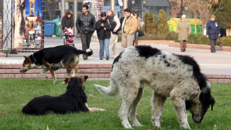 Бездомните кучета били труднорешим проблем. Снимка: Impact press group