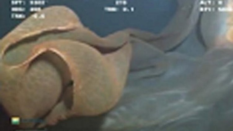 Странното създание. Снимка: Diccovery