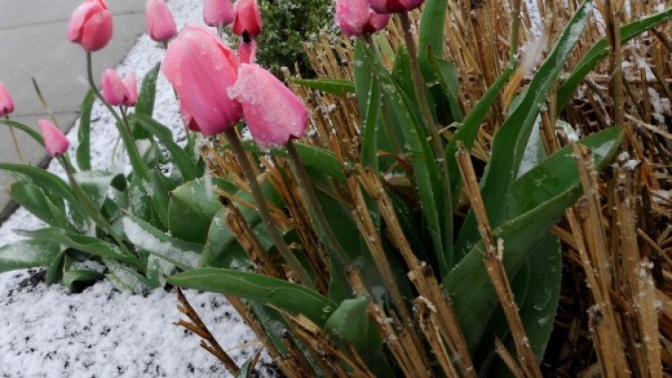 На много места в западната част на Балканския полуостров валя сняг. Снимка: архив, Reuters