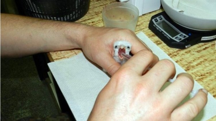 Снимка: Зелени Балкани
Ветеринари се грижат постоянно за малката птичка. Снимка: Зелени Балкани