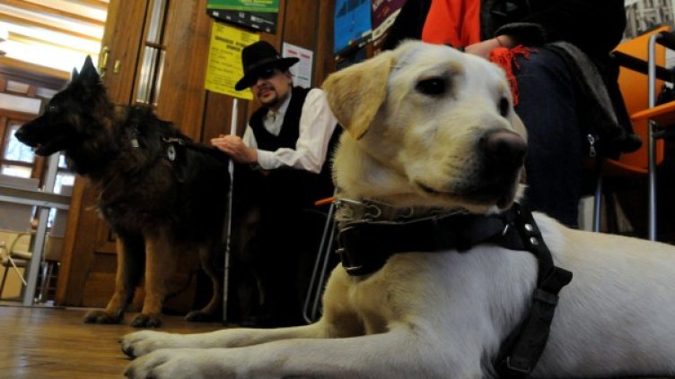 В  България има 40 дипломирани кучета водачи на незрящи хора. Снимка: Булфото