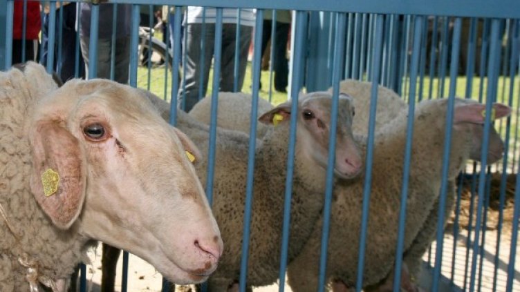 Снимка: Impact Press Group