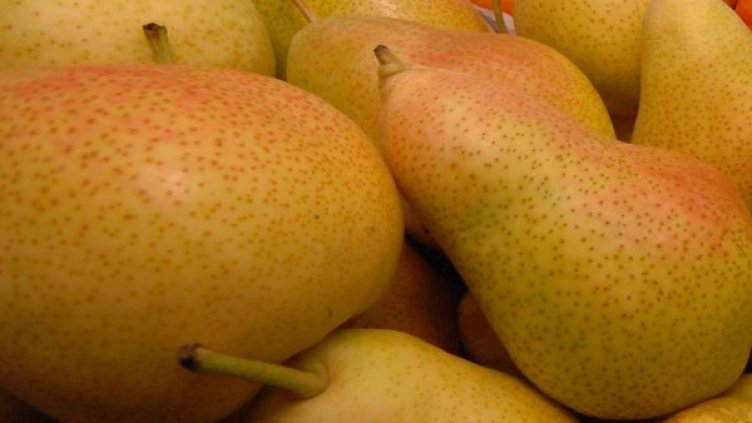 Новите плодове ще се продават за 1 британска лира бройката. Снимка: Булфото