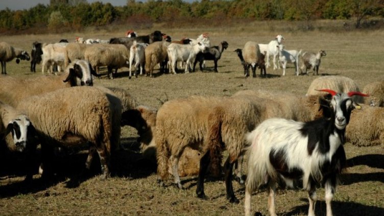 Катар ще спасява родното животновъдство. Снимка: Булфото