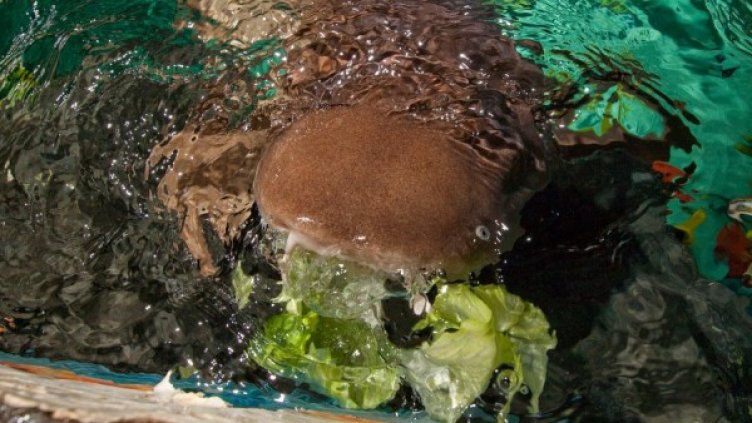 Флоранс доволно похапва маруля с огромната си паст. Снимка: Birmingham National Sea Life Center