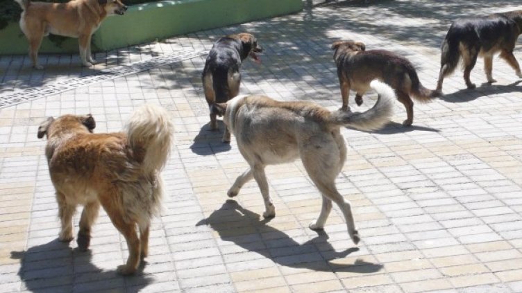 Снимка: архив Булфото