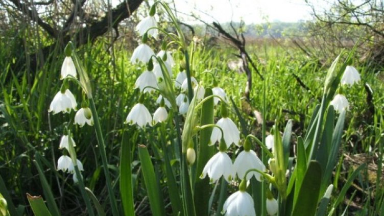 Кокичета ще почакат премиера. Снимка: National Geographic