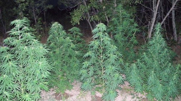 Снимка: архив Булфото