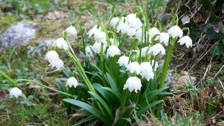 В очакване да бъдат преместени. Снимка: National Geographic