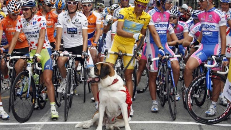 Кучетата често се включват в колоездачни състезания, това в Китай обаче е герой. Снимка: Reuters