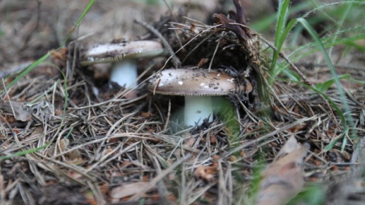 Снимка: Impact Press Group