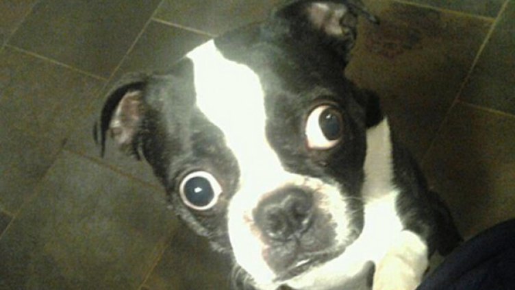 Кучето с най-големите очи. Снимка: Книга на рекордите на Гинес