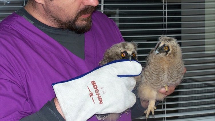 Совите са намерени от граждани. Снимка: БТА