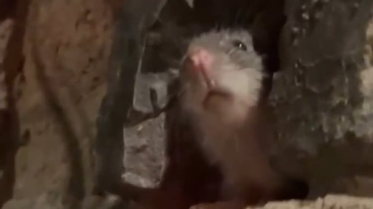 Плъх навести българска двойка по време на вечеря в Рим ВИДЕО