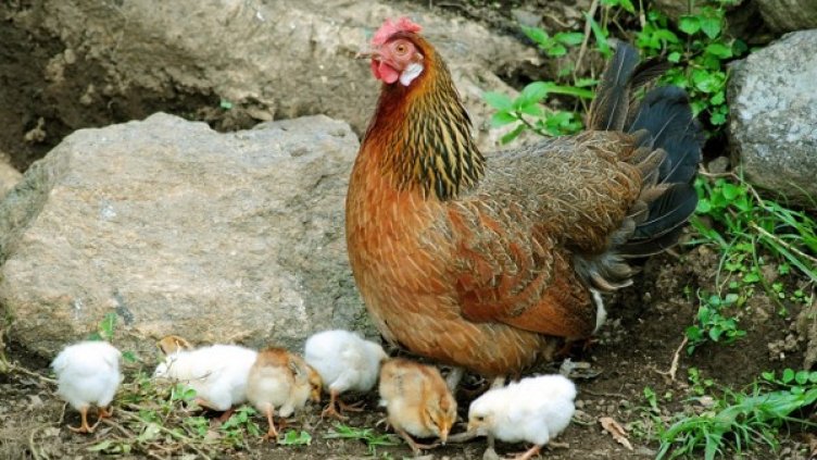 Снимка: Creative Commons