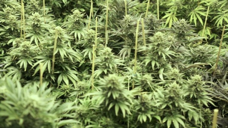 Младежите само пренасяли дрогата. Снимка: Reuters