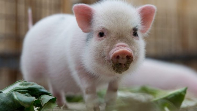 В Китай знаят как да прават прасетата щастливи. Снимка: Reuters