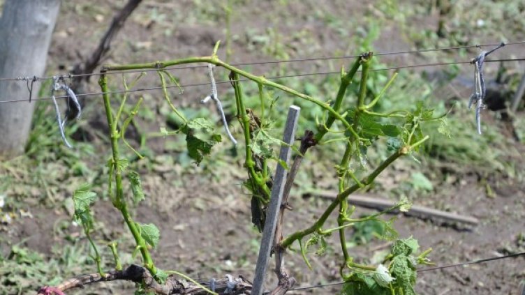 Снимка: Булфото