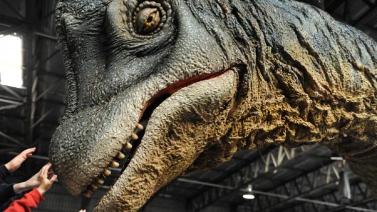 В началото на ХХ в. се е считало, че брахиозавърът е тежал 80 тона. Сега учените са категорични, че един от най-едрите зверове в историята е бил само 23 тона.Снимка: Reuters