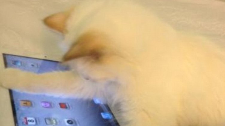 Малката сиамка се заиграва и с IPad. Снимка: Daily Mail