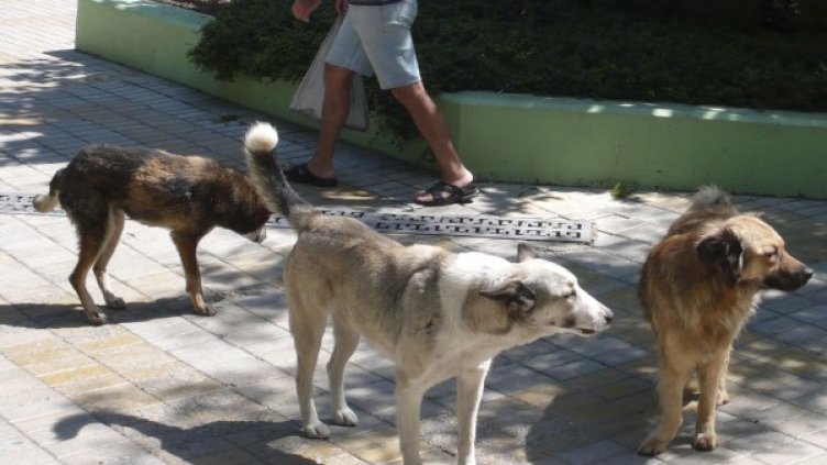 Бездомните кучета взеха втора жертва в столицата тази година. Снимка: Булфото