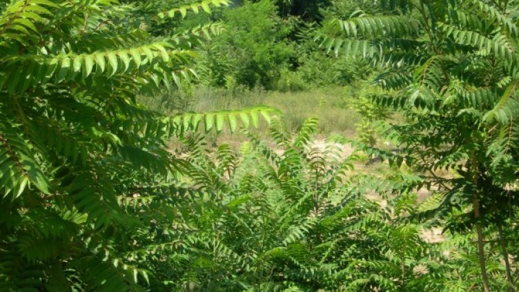 На мястото на избуялата флора трябваше да се намира Мол Галерия Русе. Снимка: Деян Йорданов