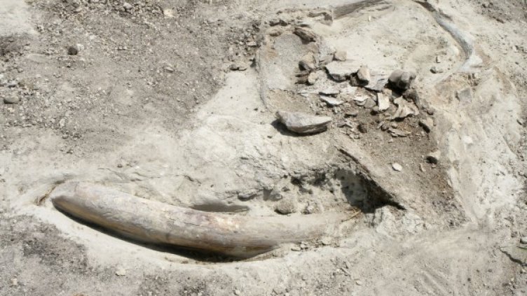 Останки от мамут. Снимка: архив, Reuters