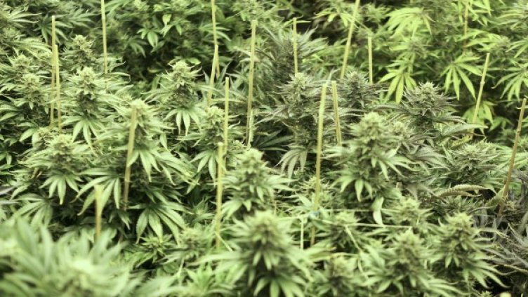 Намерени са насаждения с канабис. Снимка: Reuters
