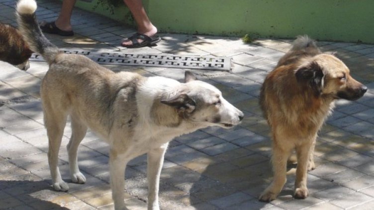 Снимка: архив Булфото