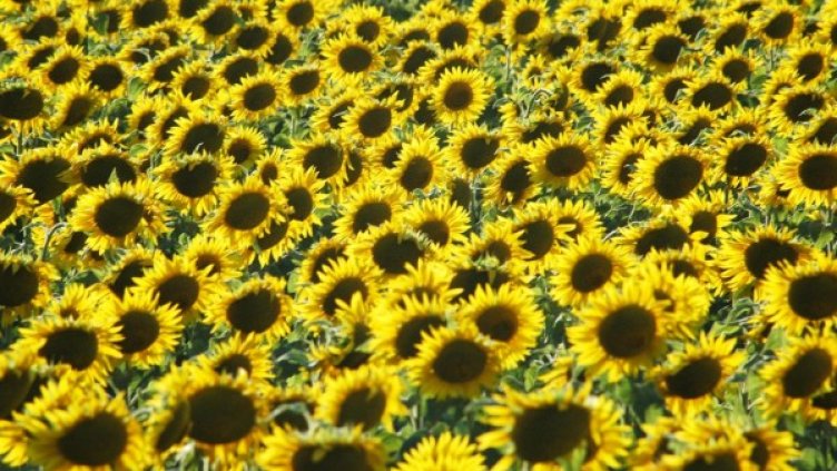 Снимка: архив Булфото